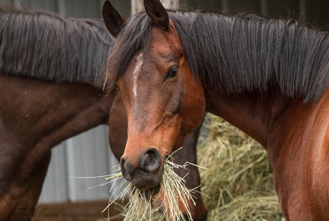 Two brown horses eating hay